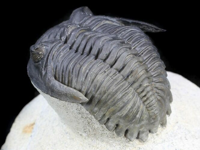 Detailed, Hollardops Trilobite - Great Eyes #36014